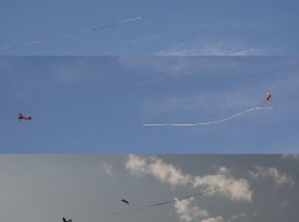ribbonfly